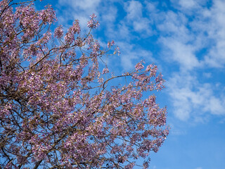 Flowers of empress tree - purple blossoms of princess (foxglove) plant (Paulownia tomentosa) in spring. Beautiful blooming tree with natural fragrance against blue sky with clouds on a sunny day.