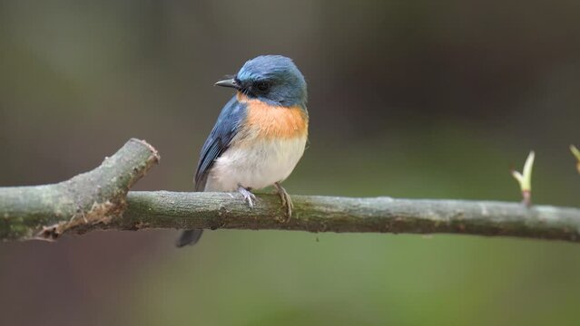 Tickell's Blue Flycatcher(male) bird-watching in nature