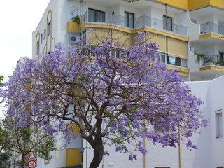 Beaux arbres à fleurs violettes