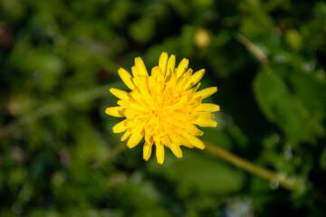 Diente de león, flor amarilla