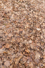 maple foliage that fell to the ground in the winter season