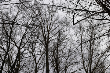 bare branches of maples in the winter season in the park