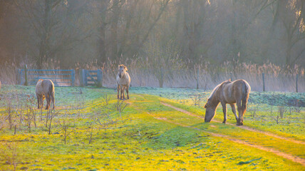 Horses in a field in wetland at sunrise in winter, Almere, Flevoland, The Netherlands, March 8, 2024 © Naj