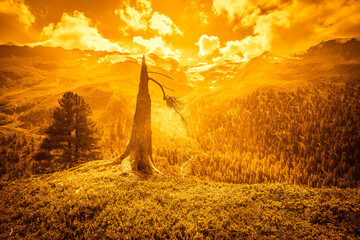 Fantasy orange color effect of broken pine trunk with alpine panorama in the background, Vallelunga, Alto Adige Sudtirol, Italy
