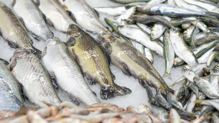 fresh fish on iced showcase on the seafood market