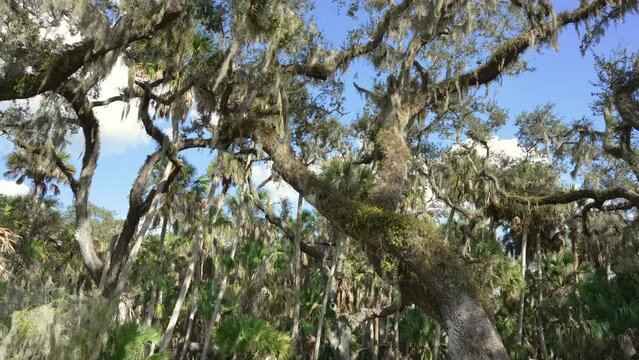 Beautiful tropical nature. Spanish Moss on live oak trees in jungle rainforest with green palm trees and wild vegetation in southern Florida. Dense rainforest ecosystem