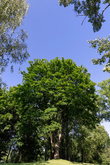 a large number of different deciduous trees in the summer