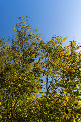 Birch forest with trees with yellow and green foliage