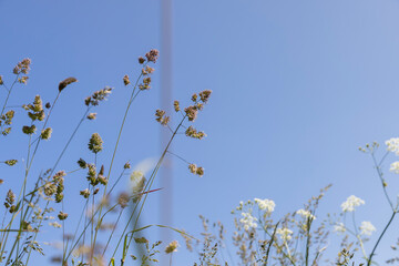 white flowers in summer on a blue sky background