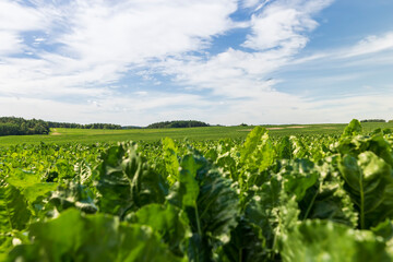 a field with green beet in the summer season