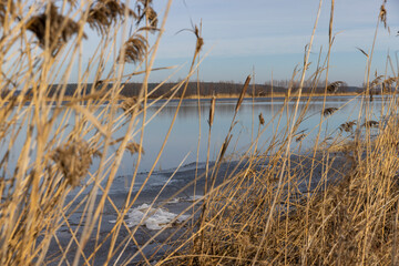 Fototapeta premium dry grass growing on the lake against the blue sky