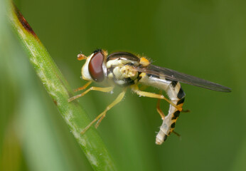 hoverfly, flower fly or syrphid Syrphidae cleaning itself