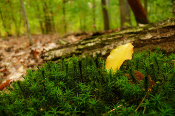 yellow leaf on the moss in the autumn forest