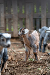 Fototapeta premium newborn goat in a stable. vertical composition