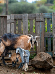 newborn goats in a stable suckle from their mother,s udder