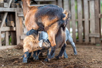 newborn goats in a stable suckle from their mother,s udder