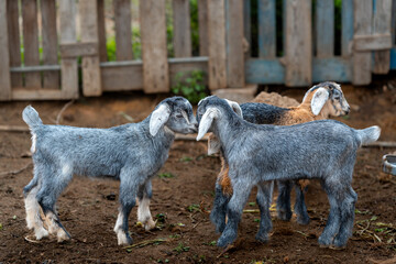 some newborn goats inside a stable