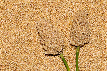 Jowar (Sorghum) arrange as background, Close up.
