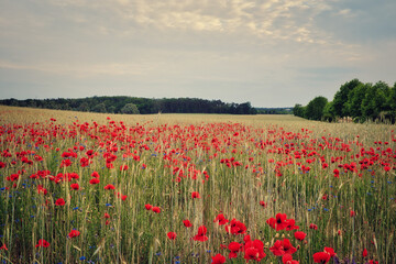 Mohn - Ecology - Beautiful summer day. Red poppy field. - Flowers Red poppies blossom on wild field. - Sunrise - Sunset - High quality photo