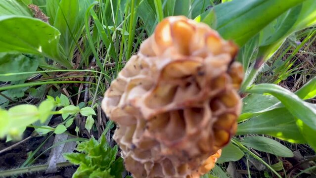 Mushroom grow among grass. Morchella esculenta, (common morel, true morel, mushroom, and sponge) in family Morchellaceae of Ascomycota