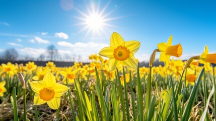 Sunny Field of Blooming Daffodils in Spring