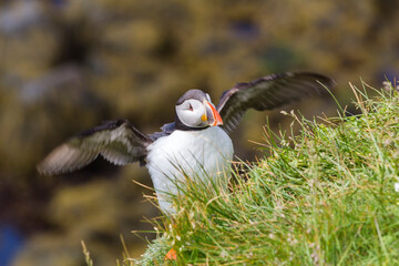 a Puffin flap one's wings at the cliff of puffin island 