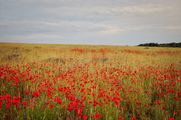 Mohn - Ecology - Beautiful summer day. Red poppy field. - Flowers Red poppies blossom on wild field. - Sunrise - Sunset - High quality photo