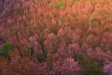 The Largest Wild Himalayan Cherry  (Prunus Cerasoides) Site in Thailand
In the winter, the mountain is covered with the dreamy pinkness.
Phu Lom Lo ,Phu Hin Rong Kla National Park 