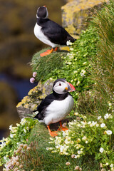 a couple of puffins at a cliff at puffin island