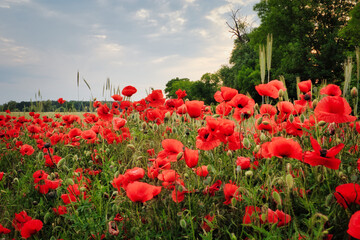 Mohn - Ecology - Beautiful summer day. Red poppy field. - Flowers Red poppies blossom on wild...