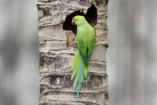 Ringneck  Parrot (Psittacula krameriz) is hanging at its nest.