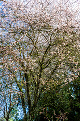 Obraz premium Cherry Blossoms Everywhere