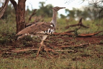 Naklejka premium The Kori bustard (Ardeotis kori) is a large African bird with mottled brown plumage, a long neck, and distinctive black and white wing patterns. It is the heaviest flying bird capable of short flights