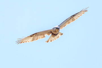 飛翔する美しいケアシノスリ（タカ科）。

日本国群馬県、利根川河川敷にて。
2024年3月3日撮影。

Beautiful Rough-legged Buzzard (Buteo lagopus, family comprising hawks) in flight.

At Tonegawa riverbed, Gunma, Japan,
photo by March 3, 2024.
