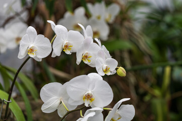 Fototapeta na wymiar Beautiful colorful Orchid flower. Photo with nice bokeh