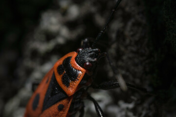 Spannende Aufnahme einer Feuerwanze mit Makroobjektiv von Laowa in der wilden Natur (Österreich/Europa) im Frühling. Sehr betonende schwarze und auch rote Farben.