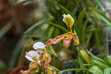 Beautiful colorful Orchid flower. Photo with nice bokeh