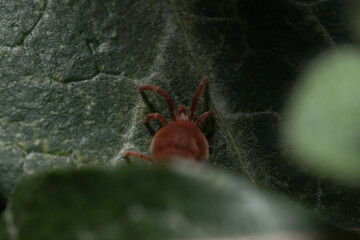 Exciting shot of a red velvet mite with macro lens by Laowa in the wild nature (Austria/Europe) in spring. Very nice velvet red colors.