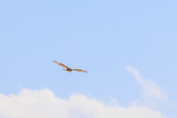 飛翔する美しいケアシノスリ（タカ科）。

日本国群馬県、利根川河川敷にて。
2024年3月3日撮影。

Beautiful Rough-legged Buzzard (Buteo lagopus, family comprising hawks) in flight.

At Tonegawa riverbed, Gunma, Japan,
photo by March 3, 2024.
