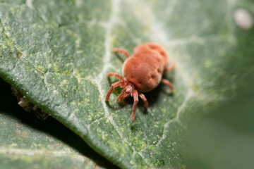 Exciting shot of a red velvet mite with macro lens by Laowa in the wild nature (Austria/Europe) in spring. Very nice velvet red colors.