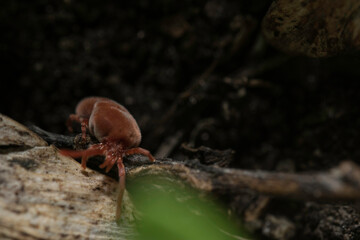 Exciting shot of a red velvet mite with macro lens by Laowa in the wild nature (Austria/Europe) in spring. Very nice velvet red colors.