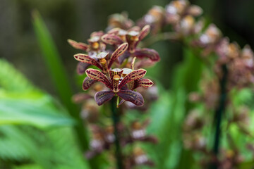 Beautiful colorful Orchid flower. Photo with nice bokeh