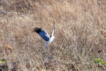 葦原から飛び出す美しいハイイロチュウヒ（タカ目）。

日本国群馬県、利根川河川敷にて。
2024年3月3日撮影。

A beautiful Northern harrier (Circus cyaneus, family comprising hawks) flying out of a reed bed.

At Tonegawa riverbed, Gunma, Japan,
photo by