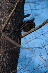 A Black Squirrel eating a nut on a branch in a tree