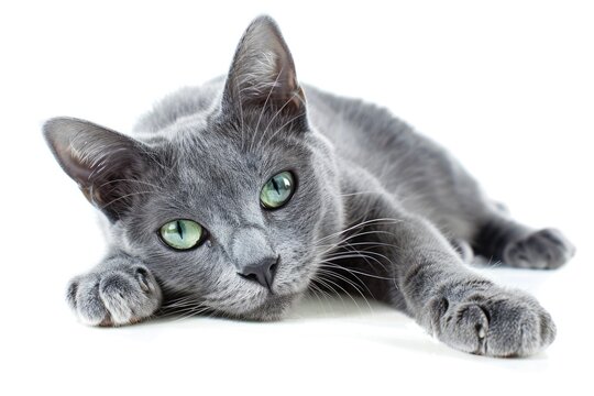 Adorable Adult Korat Cat Laying on Anthracite Background, Looking Straight at Camera with Beautiful Big Blue Eyes. Cut-Out Image