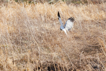 狩りのために葦原に飛び込む美しいハイイロチュウヒ（タカ目）。

日本国群馬県、利根川河川敷にて。
2024年3月3日撮影。

A beautiful Northern harrier (Circus cyaneus, family comprising hawks) dives into a reed bed to hunt.

At Tonegawa riverbed, Gunma, Japan