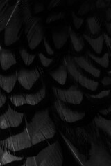 black feathers with an interesting pattern. background