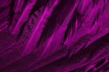 violet feathers with an interesting pattern. background