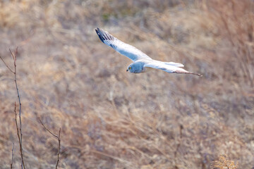 狩りのために飛翔する美しいハイイロチュウヒ（タカ科）。

日本国群馬県、利根川河川敷にて。
2024年3月3日撮影。

A beautiful Northern harrier (Circus cyaneus, family comprising hawks) in flight for hunting.

At Tonegawa riverbed, Gunma, Japan,
photo by 