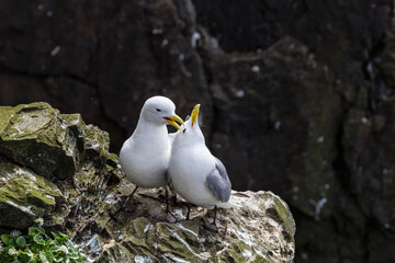 a couple of seagulls whisper sweet nothings each other at the cliffs of puffin island, iceland